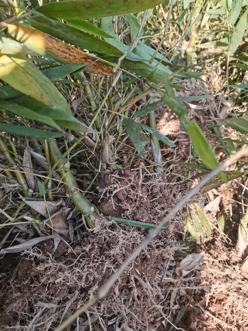 金丝佛肚竹丛林款