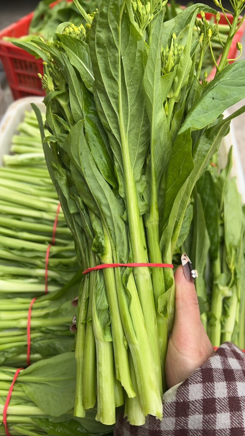 白菜苔