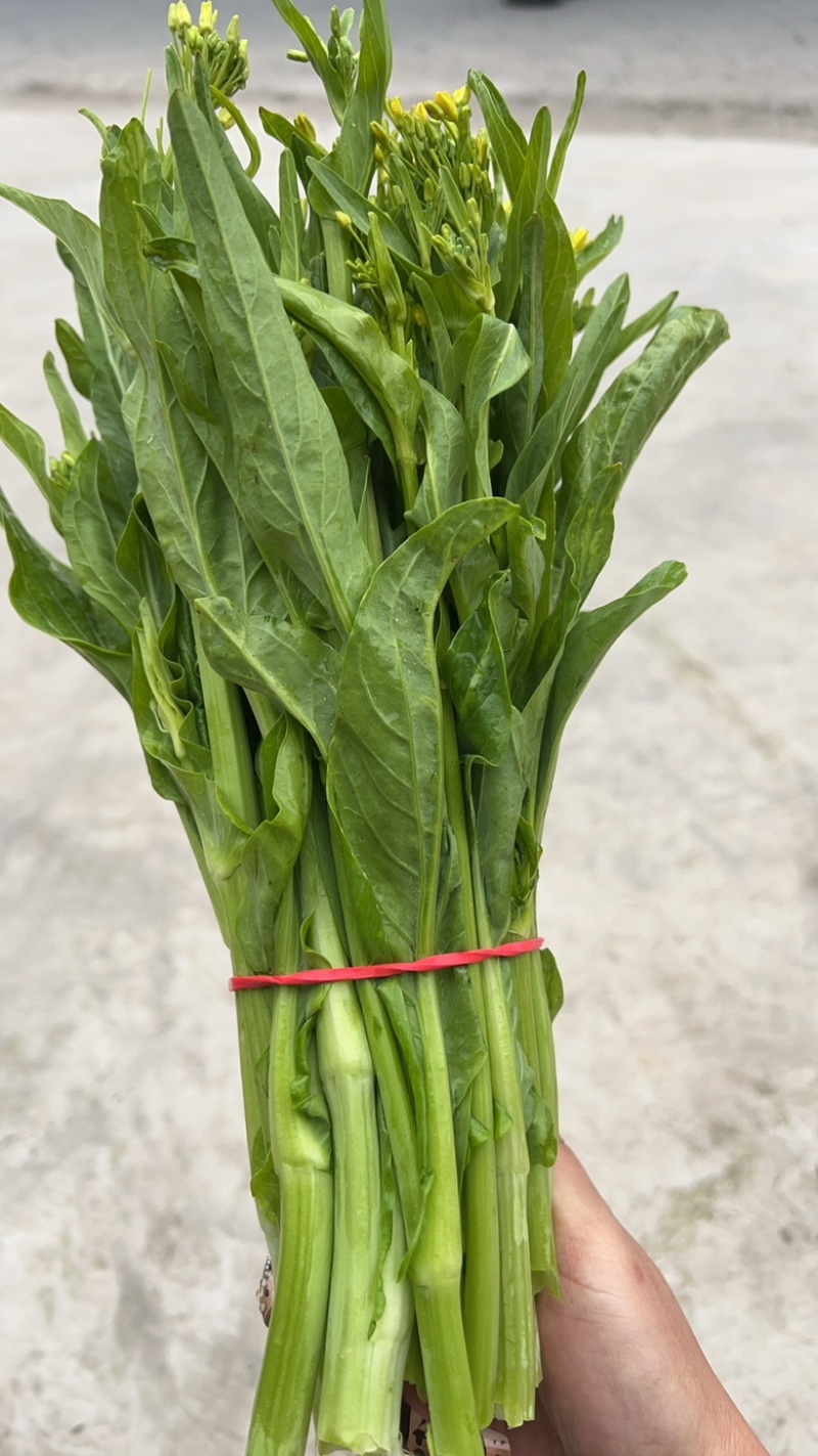 白菜苔