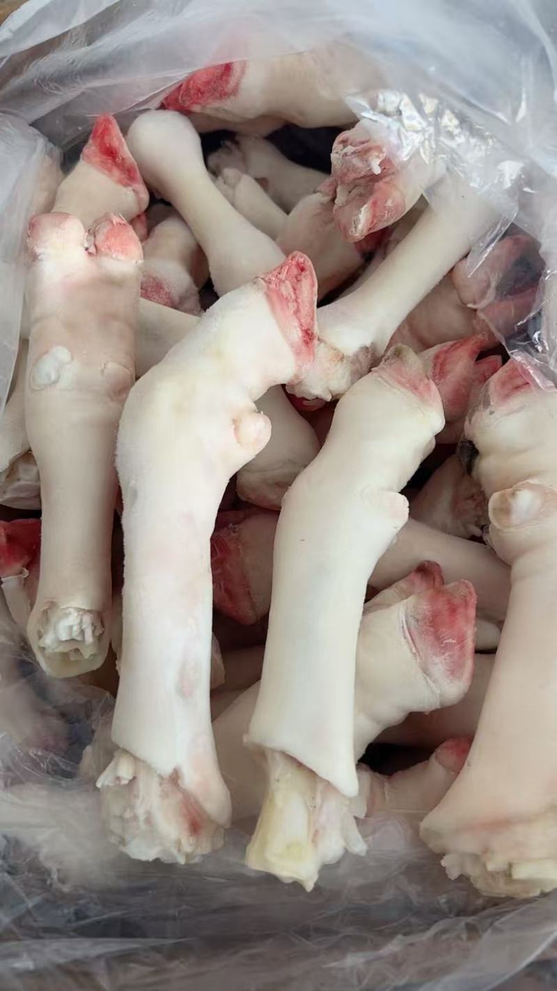 滩羊羊白蹄20