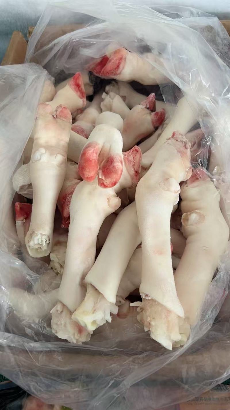 滩羊羊白蹄20