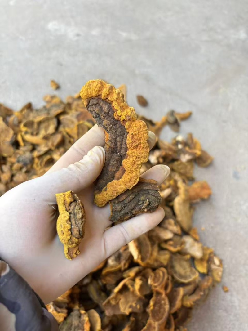 野生杨树桑黄金边桑黄产地直发质量保证大量优价