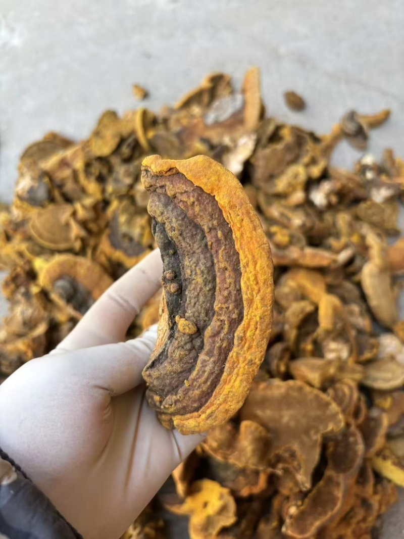 野生杨树桑黄金边桑黄产地直发质量保证大量优价