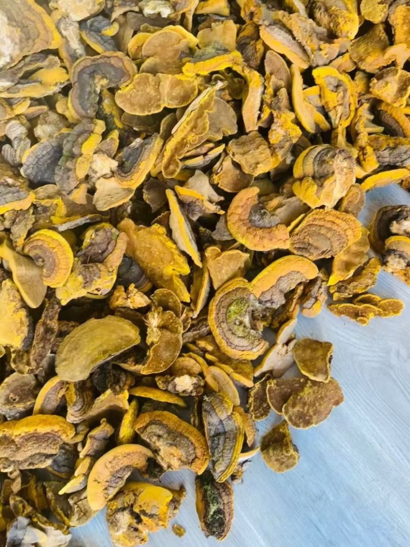 野生杨树桑黄金边桑黄产地直发质量保证大量优价