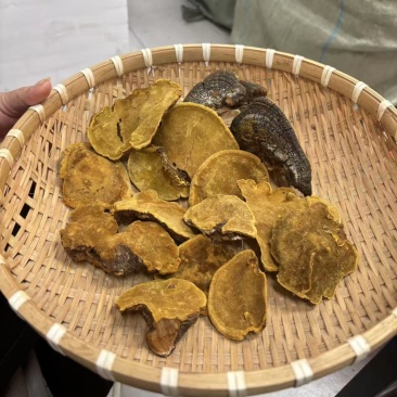 野生岩桑黄规格齐全桑树桑黄野生桑黄