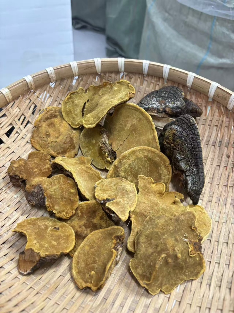 野生岩桑黄规格齐全桑树桑黄野生桑黄