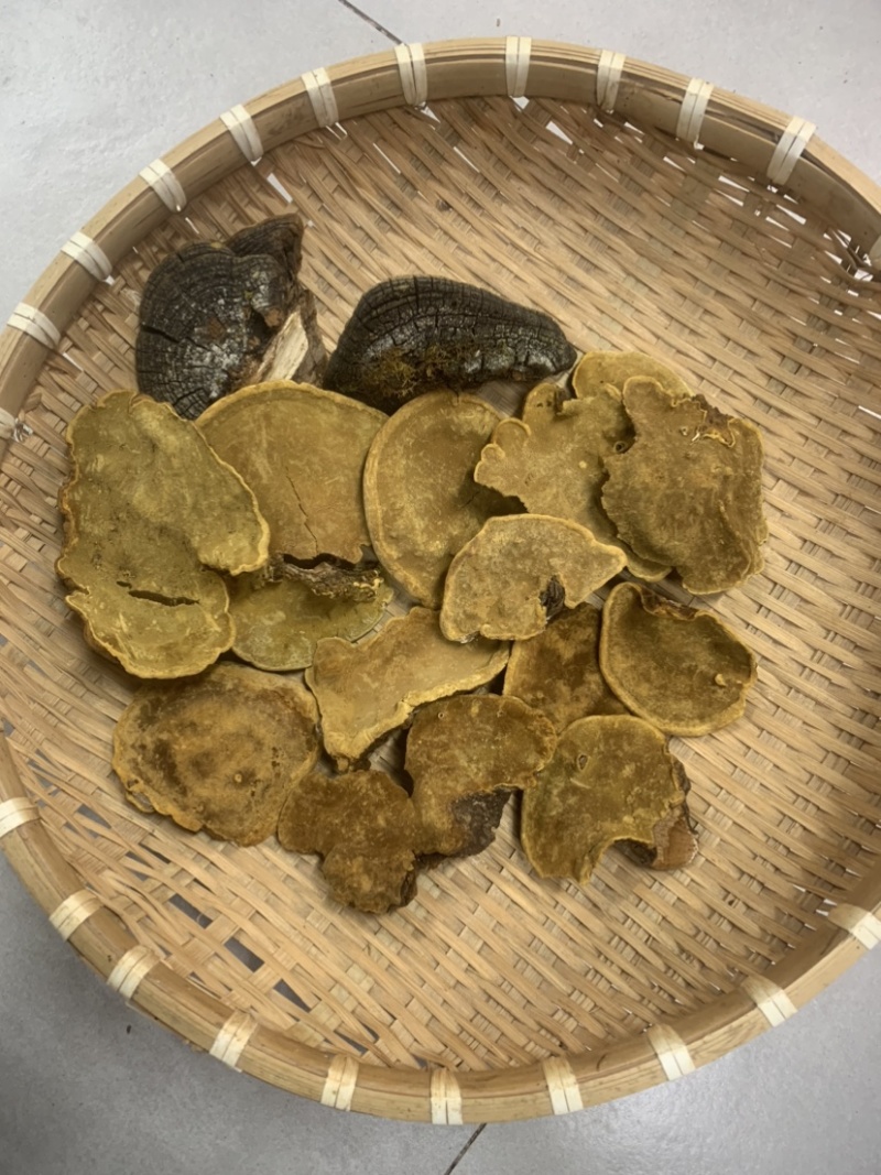 野生岩桑黄规格齐全桑树桑黄野生桑黄