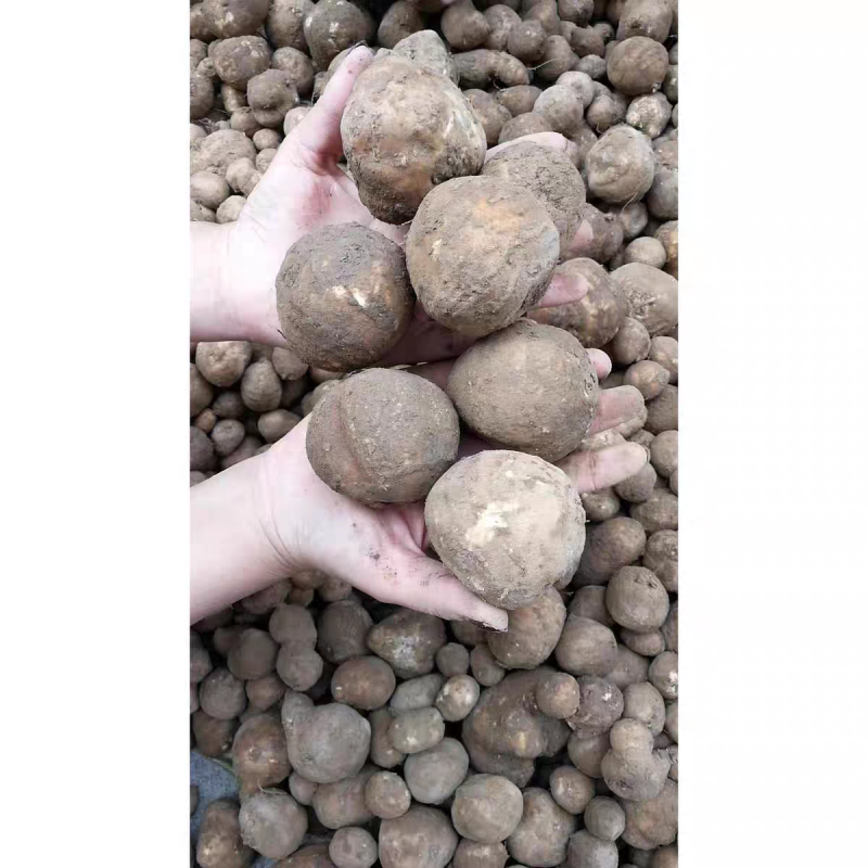 罗汉参