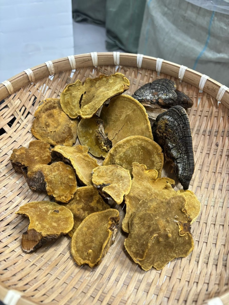 野生岩桑黄规格齐全桑树桑黄野生桑黄