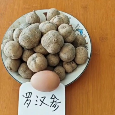 罗汉参