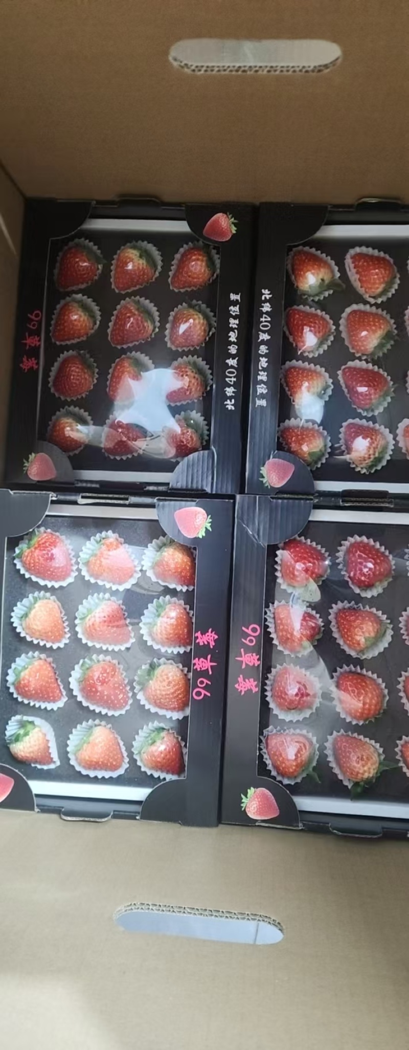 正宗丹东九九草莓，量大价优，保质保量，欢迎各位老板咨询