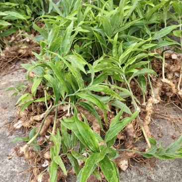 黄精苗