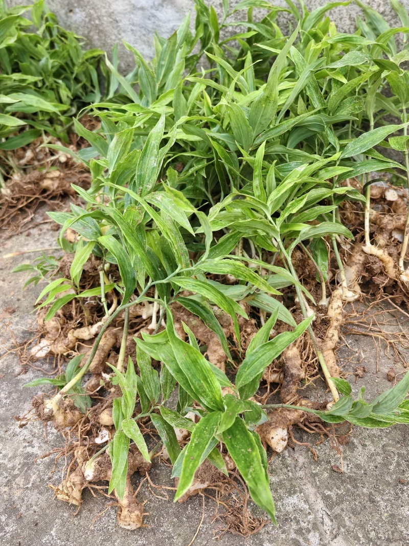黄精苗