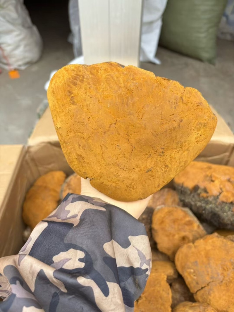 桑黄马蹄黄新货足干肉质黄无硫桑黄（大货批发）