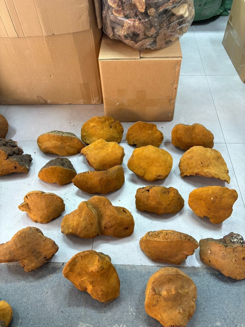 桑黄马蹄黄新货足干肉质黄无硫桑黄（大货批发）