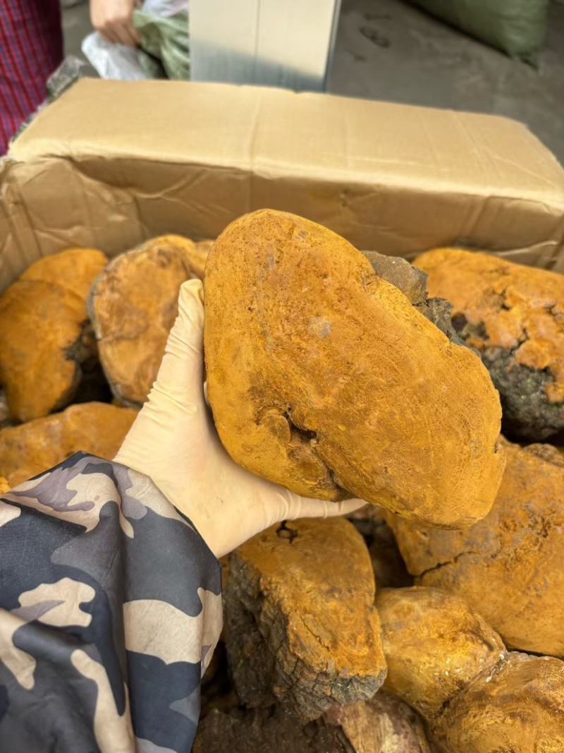 桑黄马蹄黄新货足干肉质黄无硫桑黄（大货批发）
