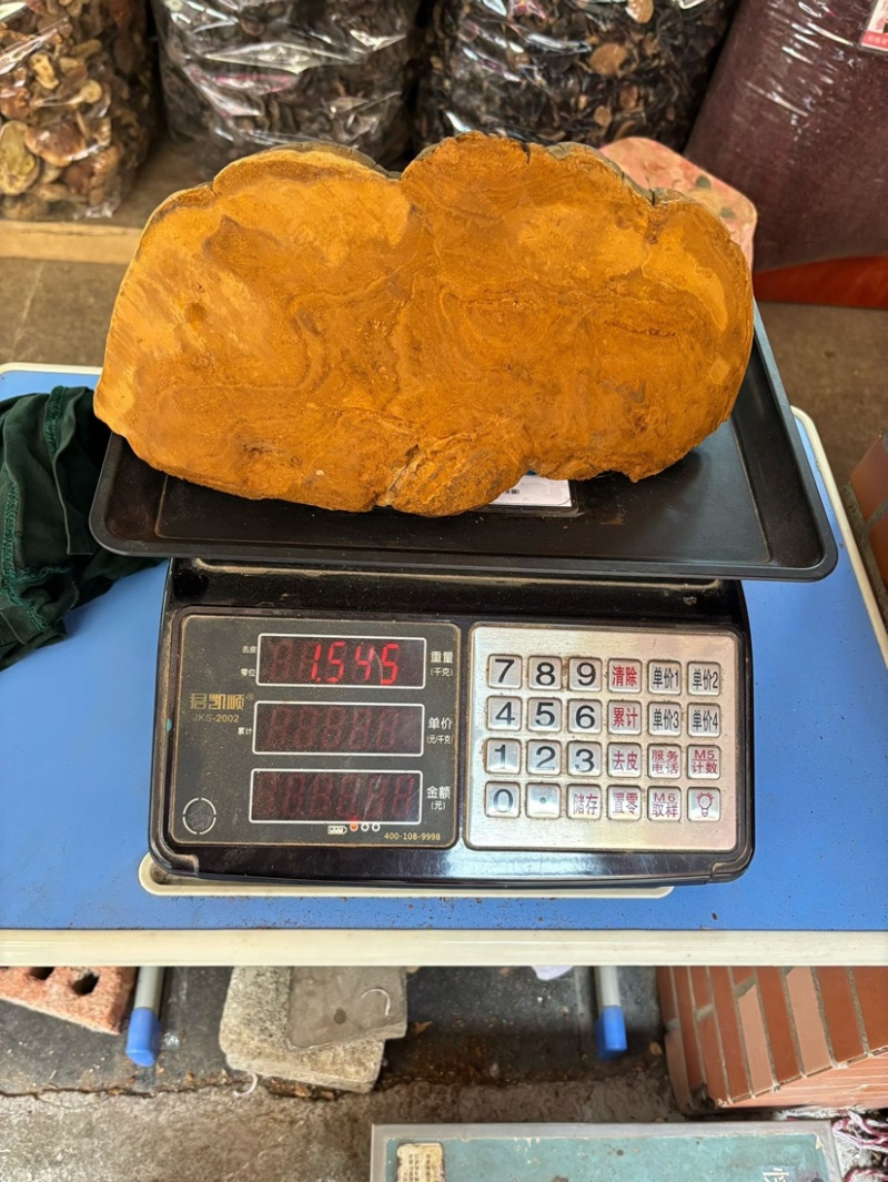 桑黄马蹄黄新货足干肉质黄无硫桑黄（大货批发）