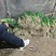 小香葱