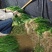 小香葱