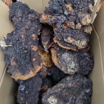 桦树茸桦褐孔菌桦树茸一手货源量大从优