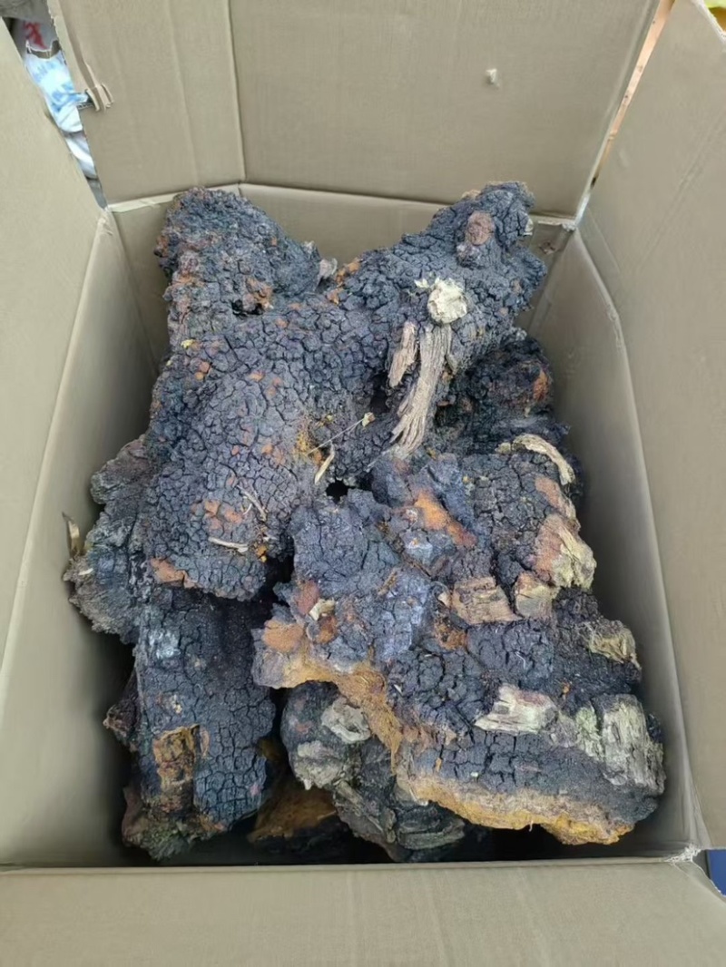桦树茸桦褐孔菌桦树茸一手货源量大从优