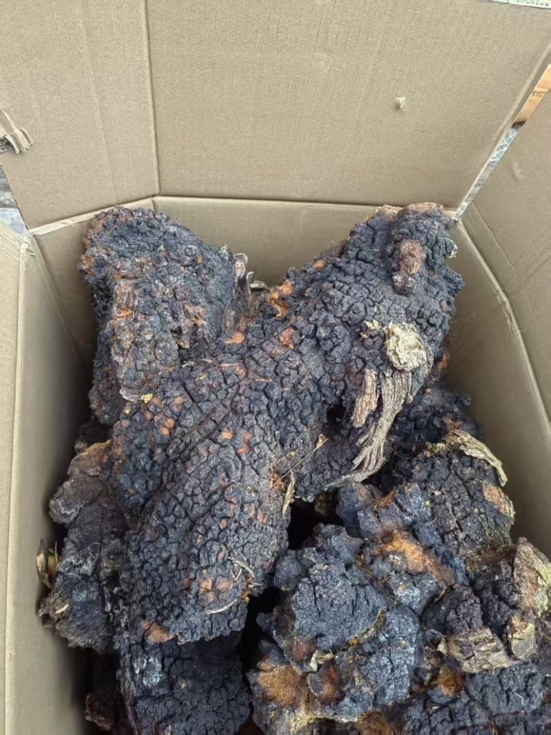 桦树茸桦褐孔菌桦树茸一手货源量大从优