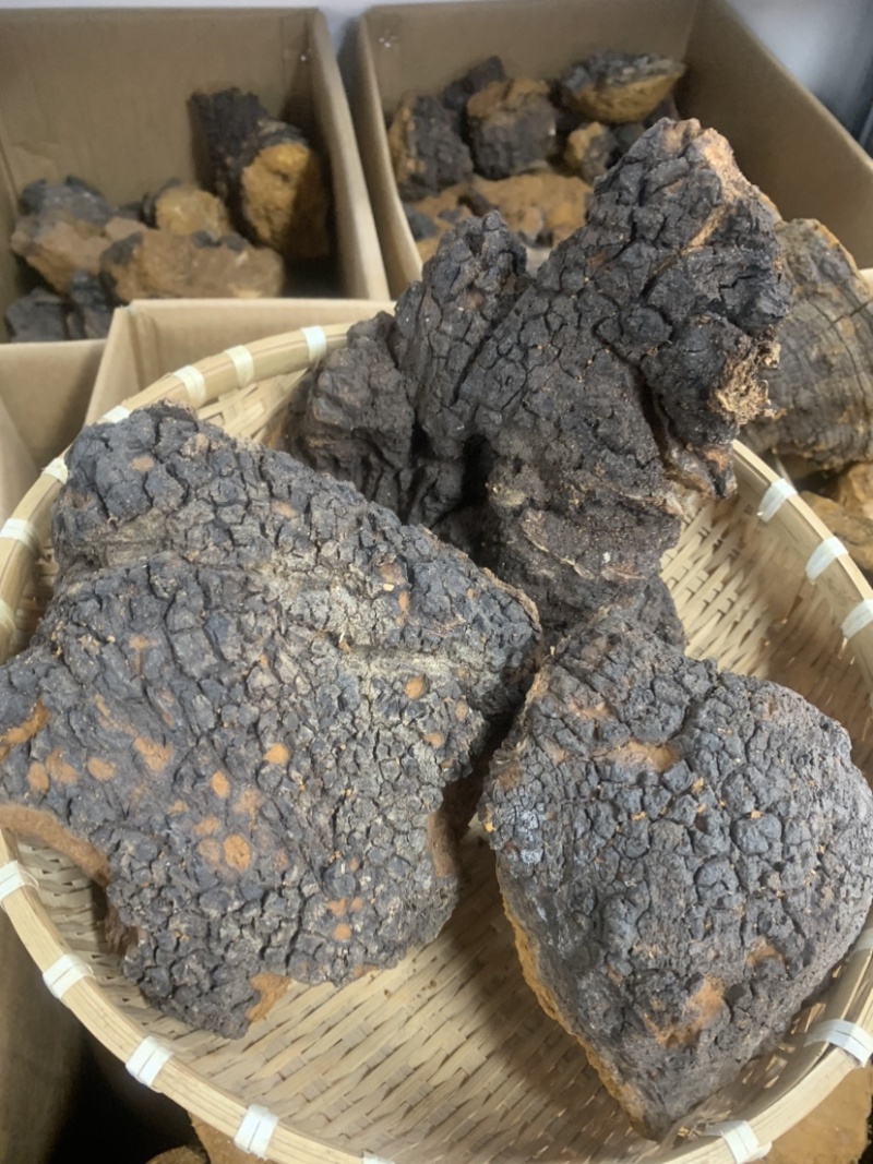 桦树茸桦褐孔菌桦树茸一手货源量大从优