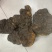 桦树茸桦褐孔菌桦树茸一手货源量大从优