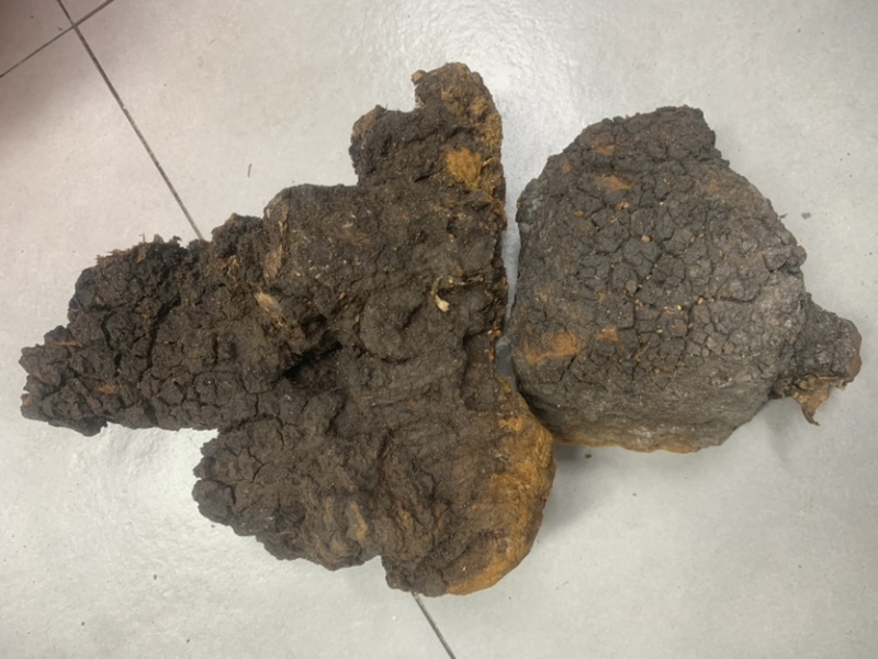 桦树茸桦褐孔菌桦树茸一手货源量大从优