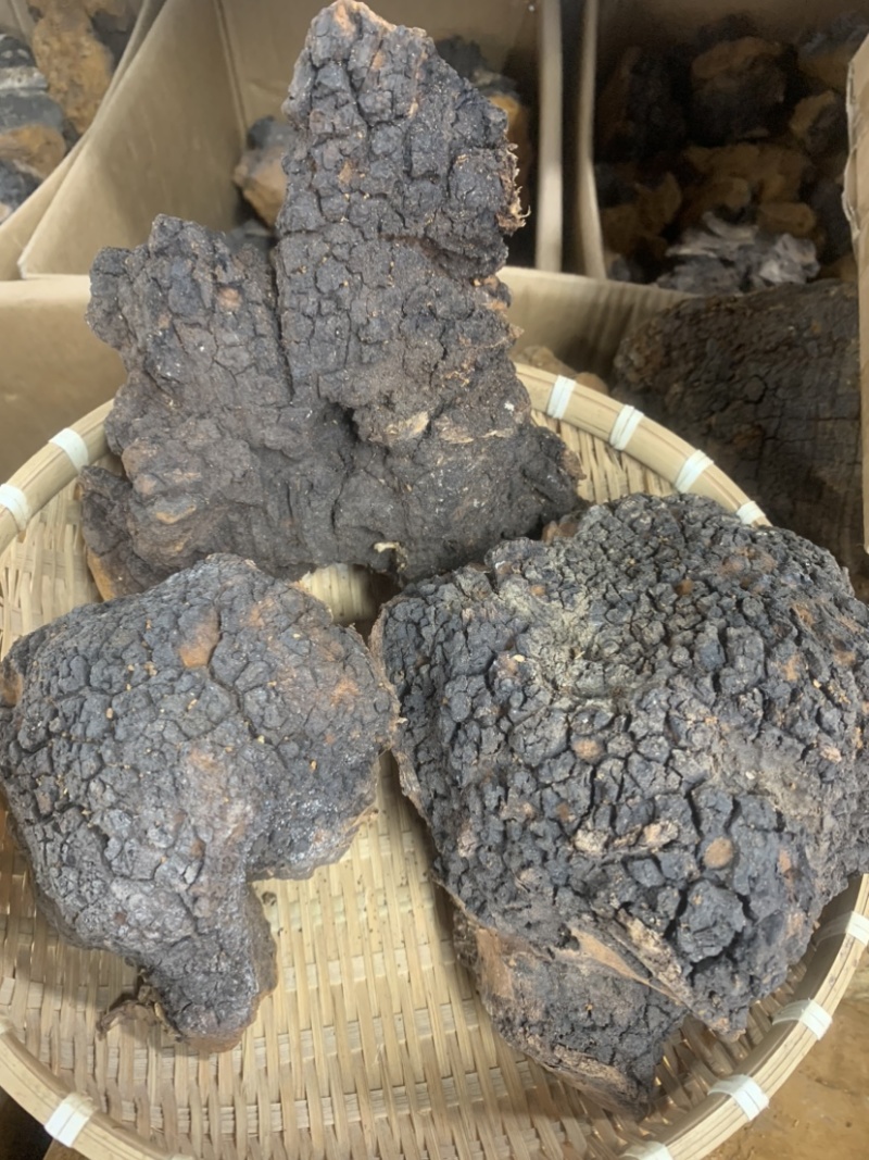 桦树茸桦褐孔菌桦树茸一手货源量大从优