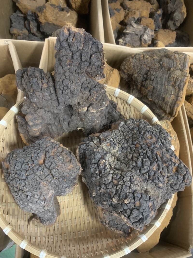 桦树茸桦褐孔菌桦树茸一手货源量大从优