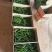 广东早尖椒产品一手货源直发支持拼车可视频看货