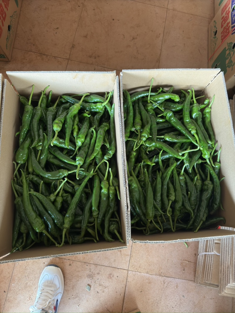 广东早尖椒产品一手货源直发支持拼车可视频看货