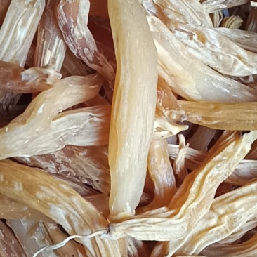贵州深山野生天冬