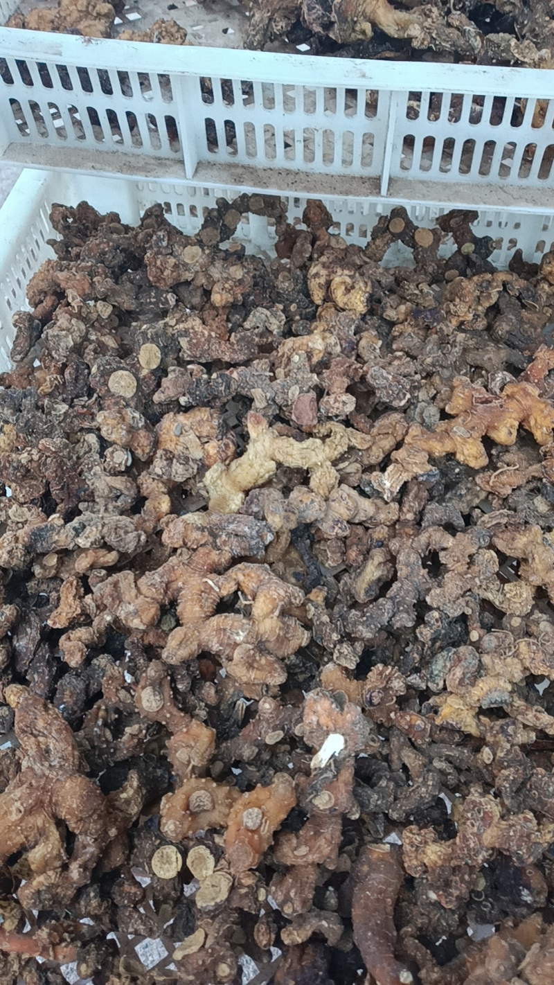 蒸过一次野生黄精
