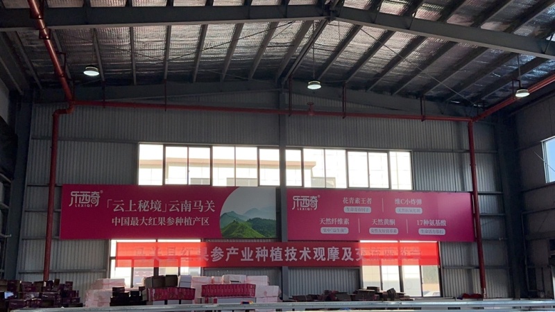 云南省文山市马关县红果参12月正式上市，欢迎采购。