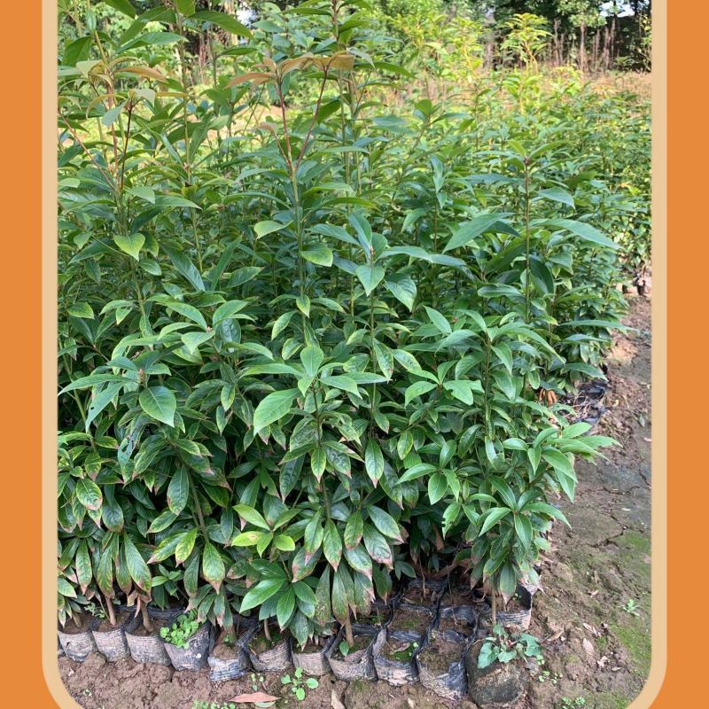 桢楠杯苗小叶桢楠杯苗易存活庭院绿化珍稀苗木