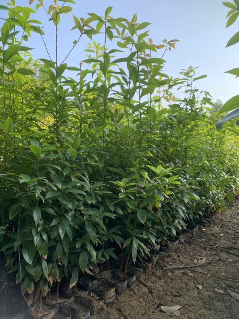 桢楠杯苗小叶桢楠杯苗易存活庭院绿化珍稀苗木