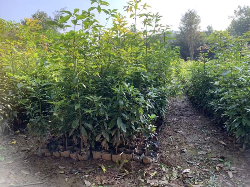 桢楠杯苗小叶桢楠杯苗易存活庭院绿化珍稀苗木