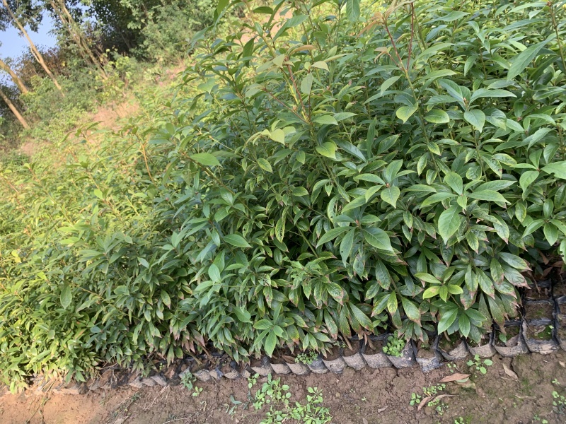 桢楠杯苗小叶桢楠杯苗易存活庭院绿化珍稀苗木