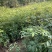桢楠杯苗小叶桢楠杯苗易存活庭院绿化珍稀苗木