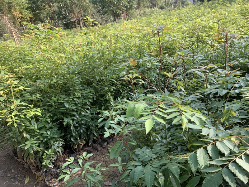 桢楠杯苗小叶桢楠杯苗易存活庭院绿化珍稀苗木