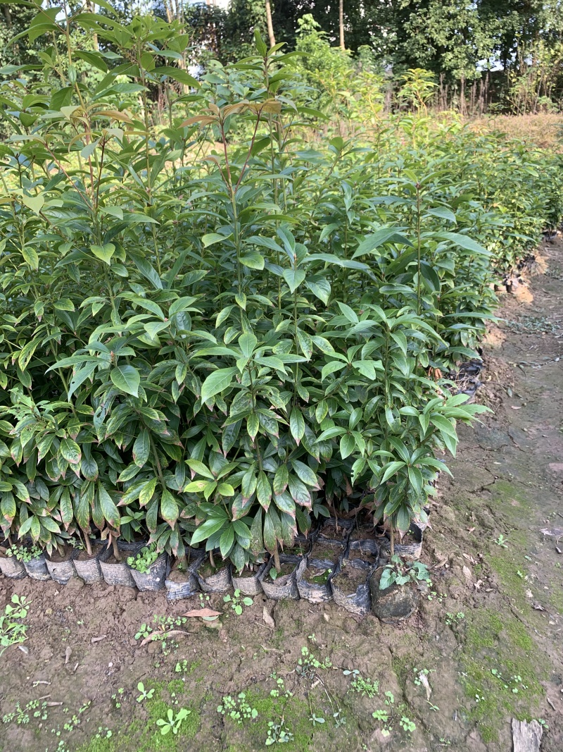 桢楠杯苗小叶桢楠杯苗易存活庭院绿化珍稀苗木