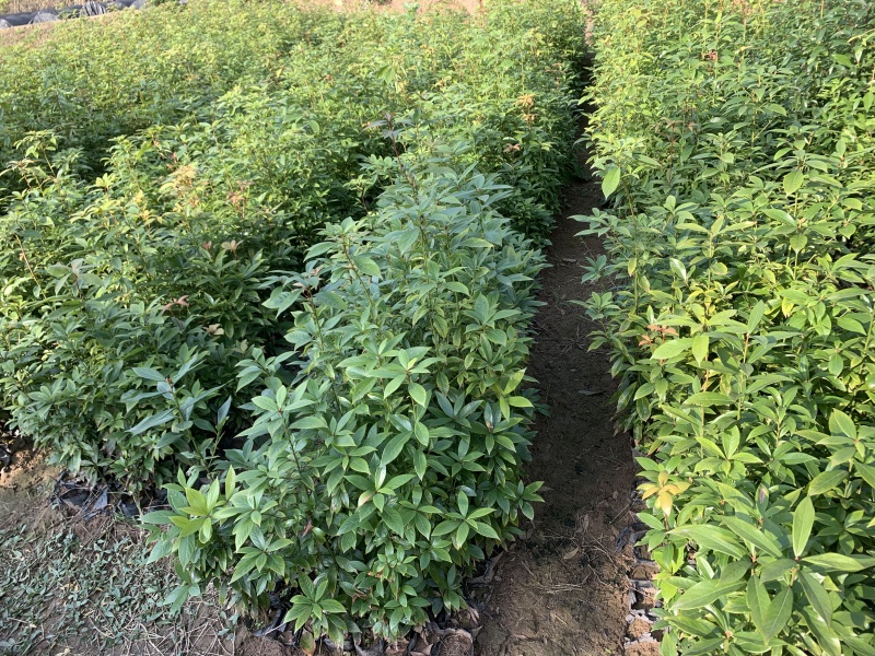桢楠杯苗小叶桢楠杯苗易存活庭院绿化珍稀苗木