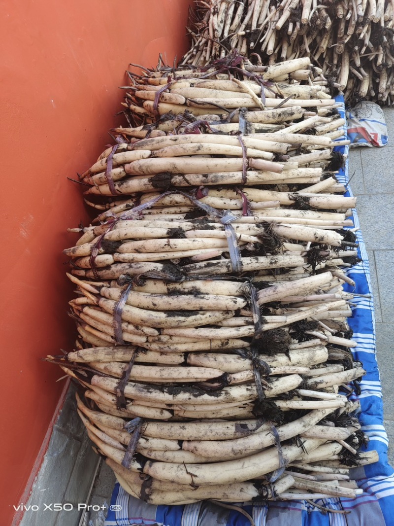 深水荷花苗四季荷花苗精品荷花基地直发