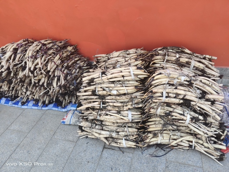 深水荷花苗四季荷花苗精品荷花基地直发