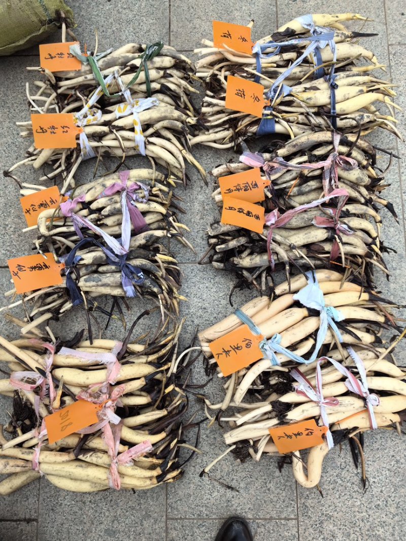 深水荷花苗四季荷花苗精品荷花基地直发