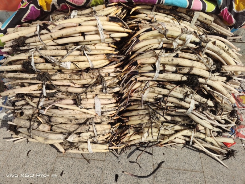 深水荷花苗四季荷花苗精品荷花基地直发