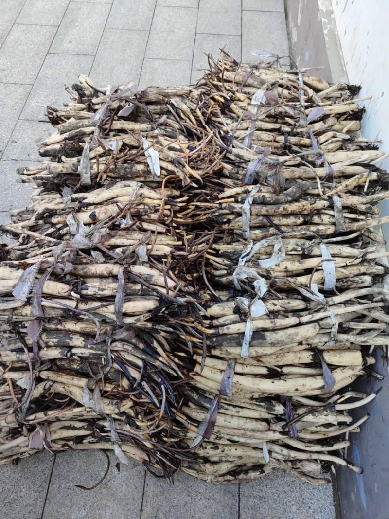 深水荷花苗四季荷花苗精品荷花基地直发