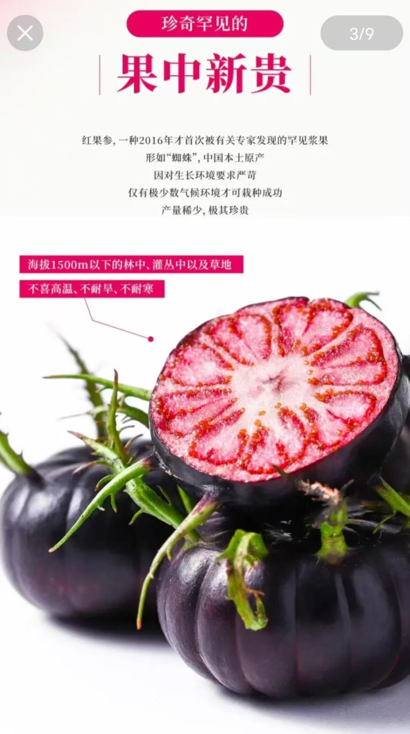 云南省文山市马关县红果参12月正式上市，欢迎采购。